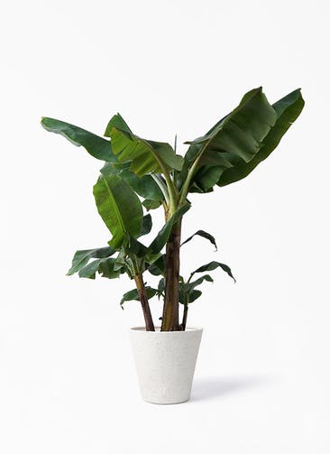観葉植物 三尺バナナ 10号 ビアスソリッド アイボリー 付き
