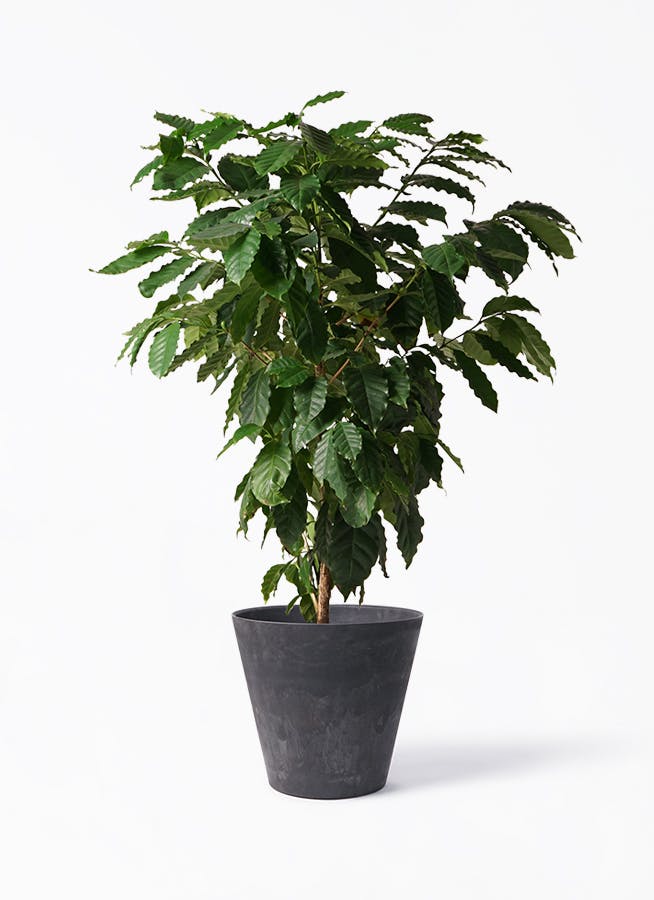 観葉植物 コーヒーの木 10号 アートストーン ラウンド ブラック 付き