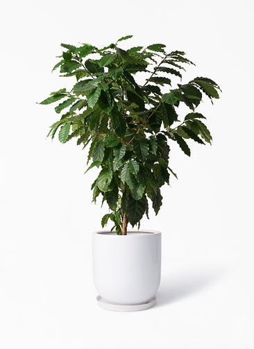 観葉植物 コーヒーの木 10号 アファール 白 付き