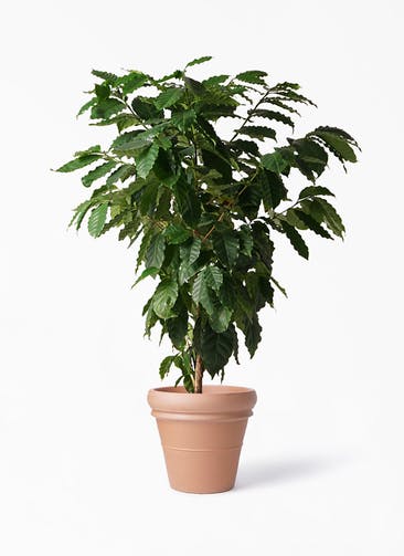 観葉植物 コーヒーの木 10号 トスカーナ リムポット 付き