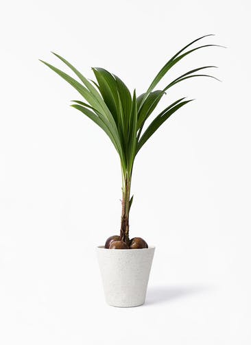ココヤシ 観葉植物通販hitohana ひとはな ココヤシ 観葉植物通販hitohana ひとはな