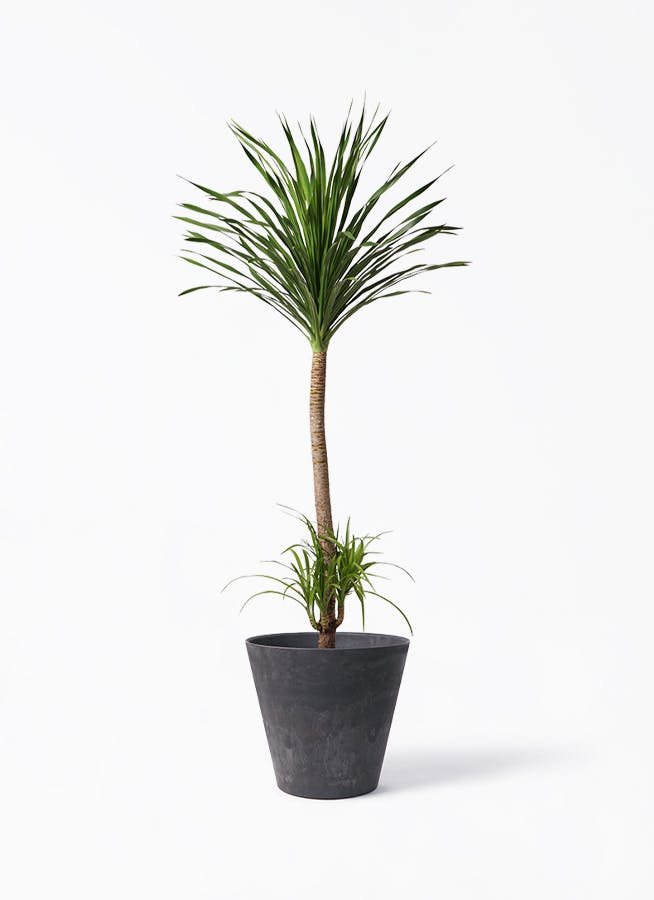 現品　ドラセナ　カンボジアーナ　観葉植物　特大　曲がり　ドラセナカンボジアーナ ドラセナ カンボジアーナ | 観葉植物通販HitoHana(ひとはな)