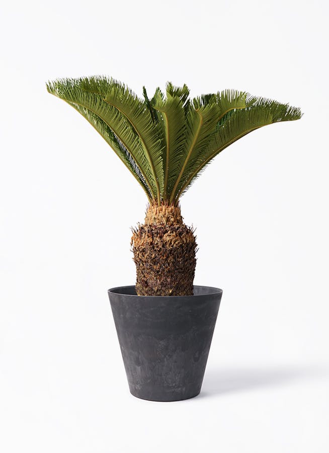 ソテツ 10号 | 観葉植物 | インテリアやギフトに - Hitohana（ひとはな）