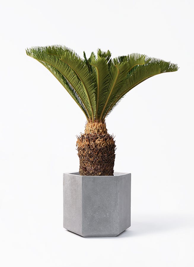 ソテツ 10号 110センチ 現品 ソテツ 10号 110センチ 現品 ソテツ 10号 110