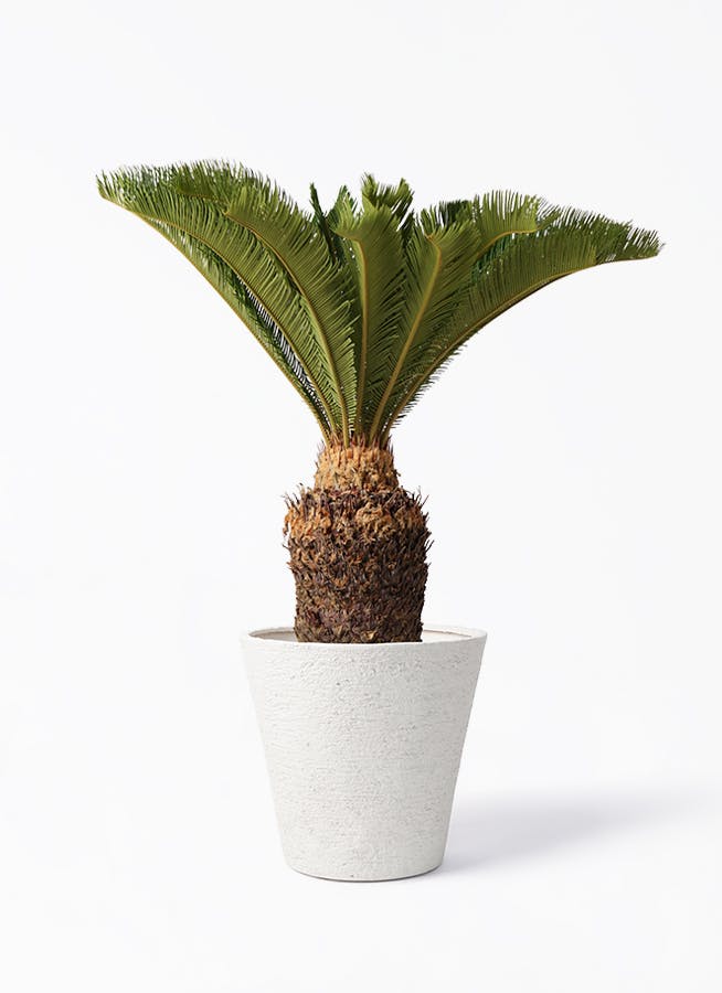 ソテツ 10号 | 観葉植物 | インテリアやギフトに - Hitohana（ひとはな）