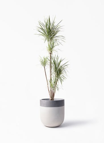 コンシンネ ホワイポリー 観葉植物通販hitohana ひとはな コンシンネ ホワイポリー 観葉植物通販hitohana ひとはな