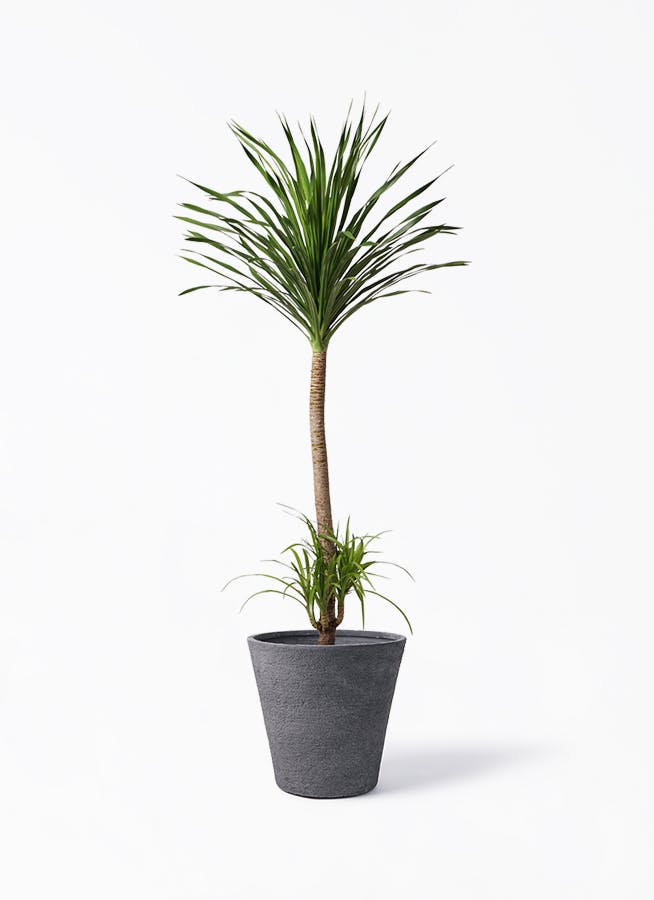 ドラセナ カンボジアーナ | 観葉植物通販HitoHana(ひとはな)