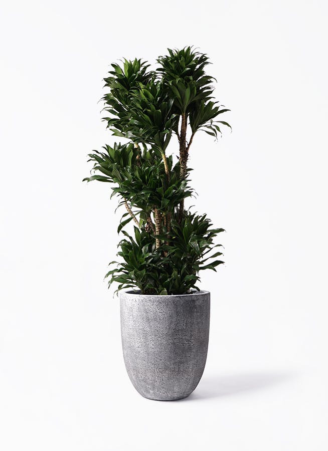 観葉植物 ドラセナ コンパクター 10号 フォリオアルトエッグ ブラック