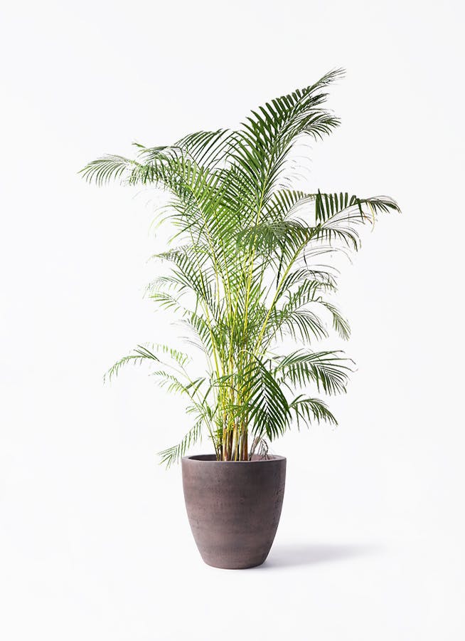 アレカヤシ 10号 | 観葉植物 | インテリアやギフトに - Hitohana（ひと