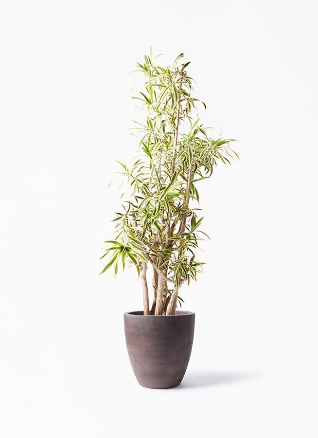 No.3【観葉植物♪】ドラセナ ソングオブインディア♥️約40cm ドラセナ ソング オブ インディア | 観葉植物通販HitoHana(ひとはな)