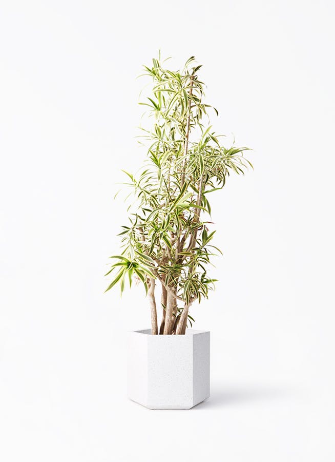 ソング オブ インディア 10号 | 観葉植物通販HitoHana(ひとはな)