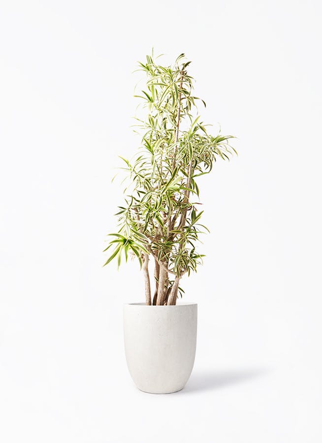 ソング オブ インディア 10号 | 観葉植物通販HitoHana(ひとはな)