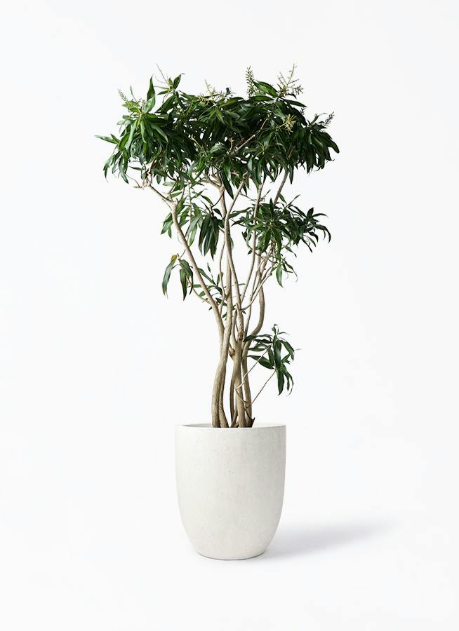ドラセナ ソング オブ ジャマイカ | 観葉植物 | インテリアやギフトに