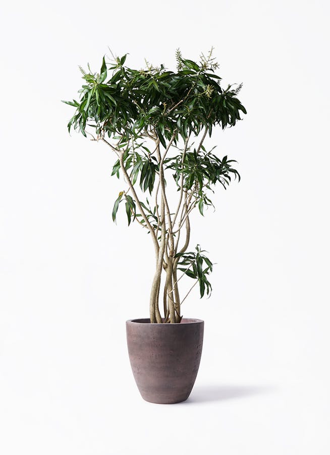 ドラセナ ソング オブ ジャマイカ 10号 | 観葉植物 | インテリアや