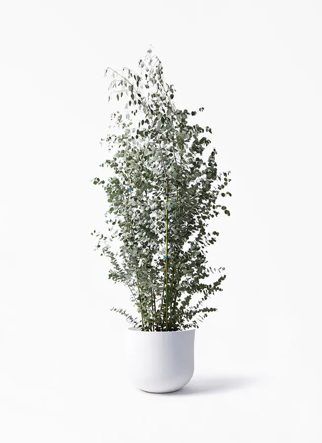 観葉植物 ユーカリ 10号 グニー アユラニ ライレイ 付き 観葉植物ならhitohana ひとはな