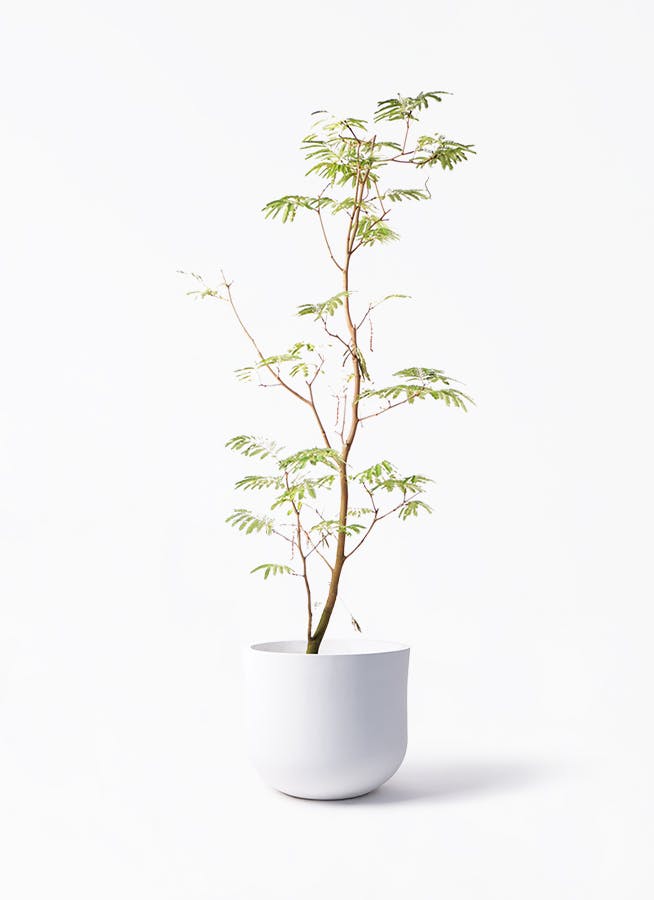 エバーフレッシュ 10号 | 観葉植物 | インテリアやギフトに - Hitohana（ひとはな）