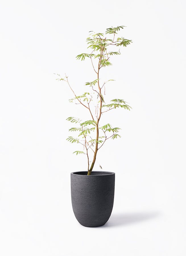 エバーフレッシュ 10号 | 観葉植物 | インテリアやギフトに - Hitohana（ひとはな）