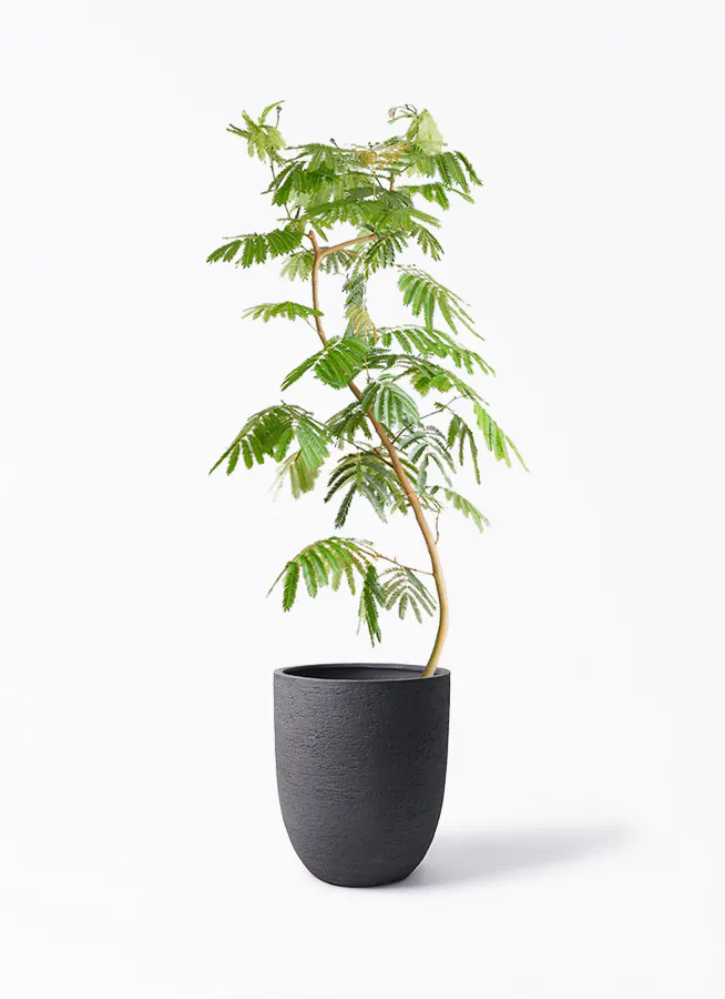 観葉植物 エバーフレッシュ170cm 10号 まがり