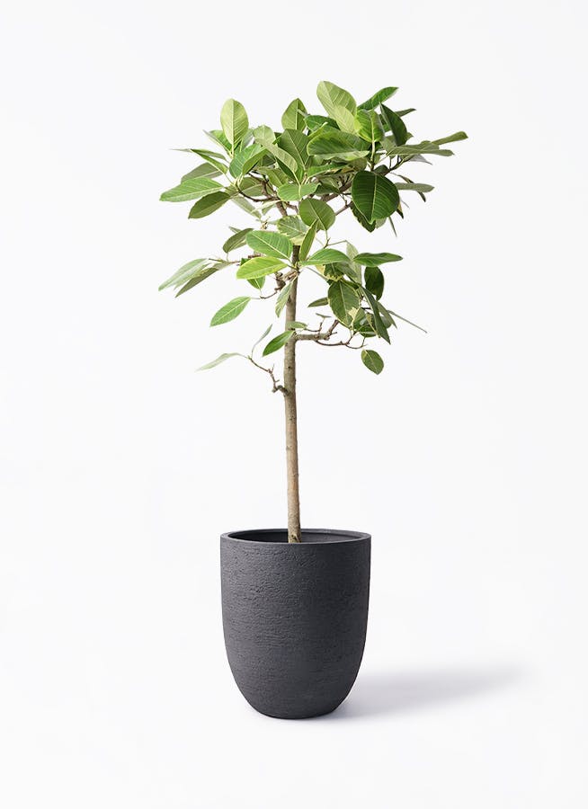 フィカス アルテシーマ | 観葉植物通販 HitoHana