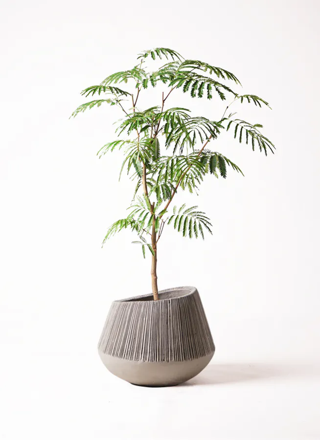 エバーフレッシュ 8号 | 観葉植物 | インテリアやギフトに - Hitohana 