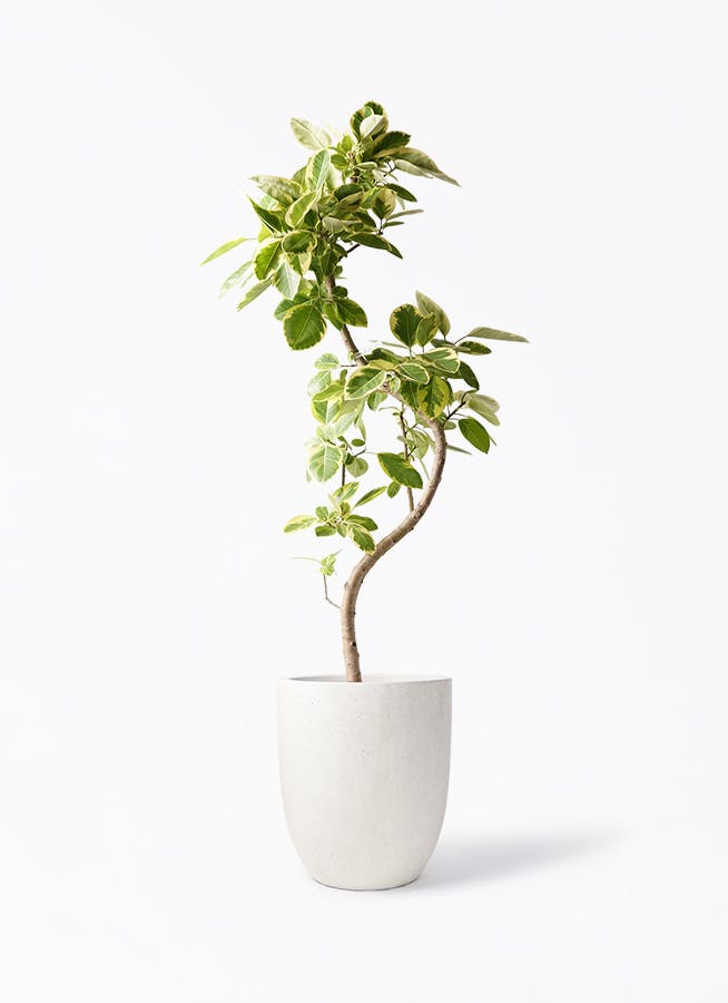フィカス アルテシーマ 10号 | 観葉植物 | インテリアやギフトに