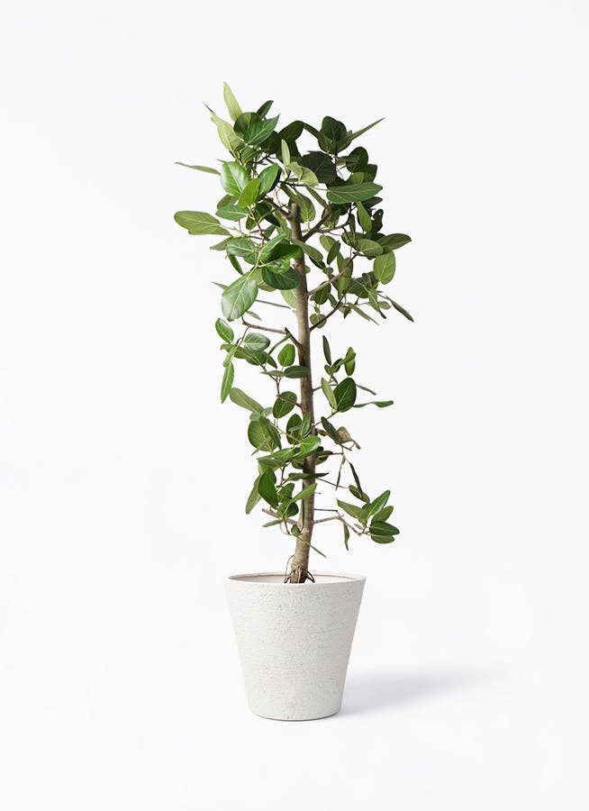 【hide⚠兵庫】ゴムの木の大人気品種♪フィカス・ベンガレンシス 10号鉢 フィカス ベンガレンシス 10号 | 観葉植物通販 Hitohana（ひとはな）