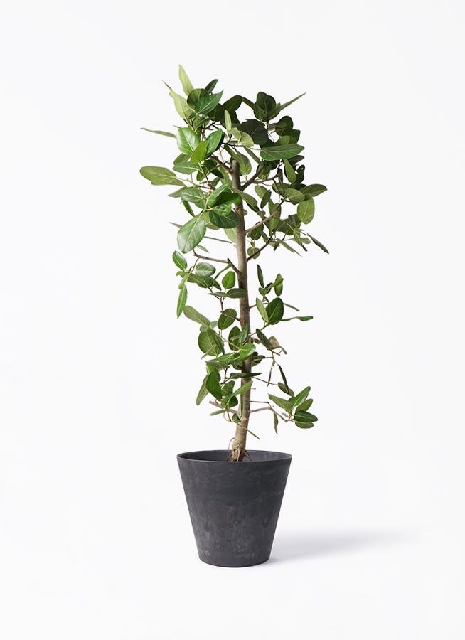 フィカス ベンガレンシス 10号 | 観葉植物通販 Hitohana（ひとはな）