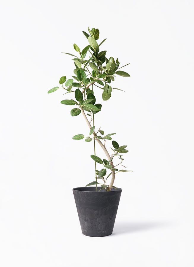 フィカス ベンガレンシス 10号 | 観葉植物通販 Hitohana（ひとはな）