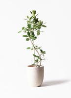 大人気！フィカス ベンガレンシスの育て方とおすすめ7選のご紹介