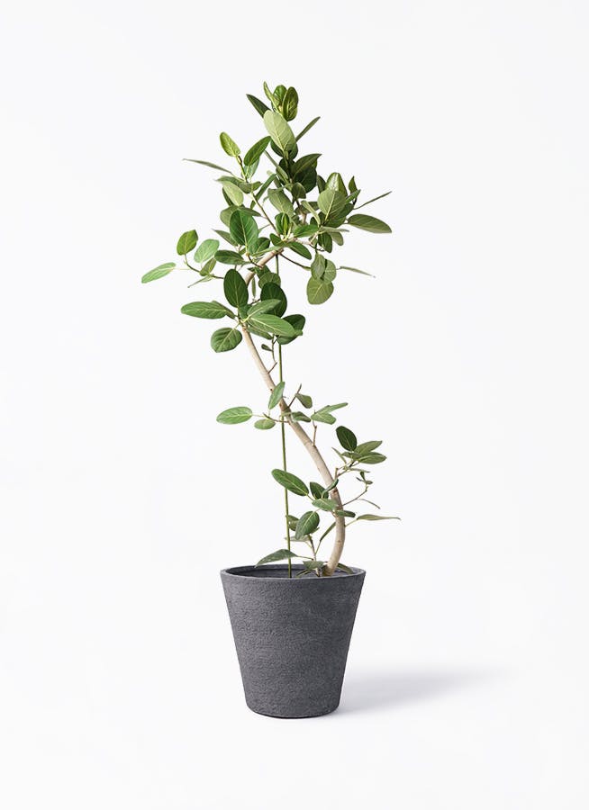 フィカス ベンガレンシス 10号 | 観葉植物通販 Hitohana（ひとはな）