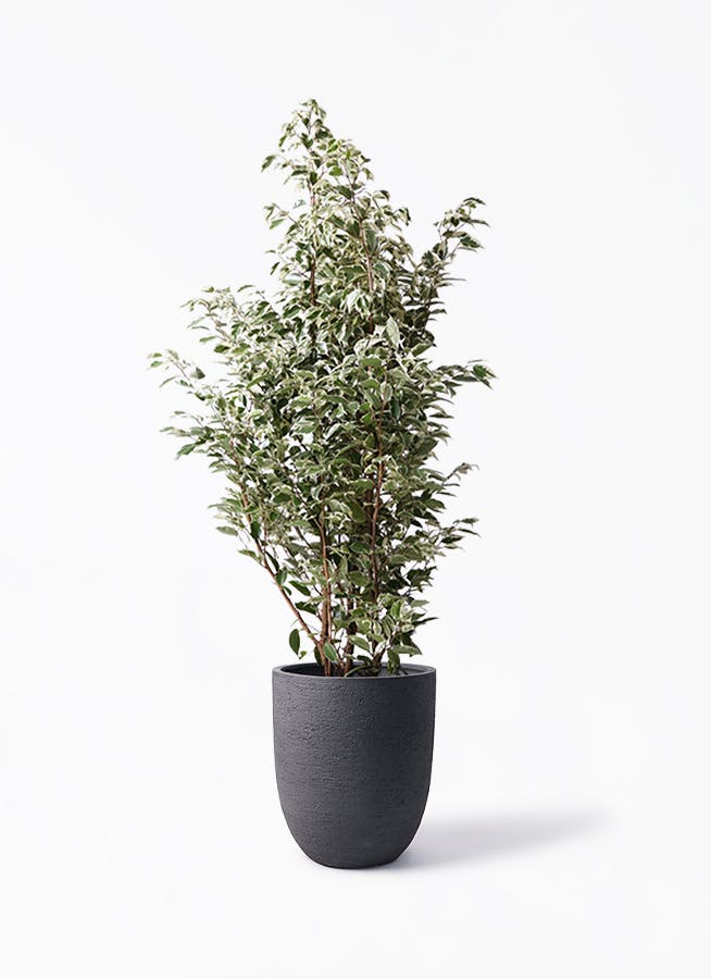 フィカス ベンジャミン 10号 | 観葉植物 | インテリアやギフトに