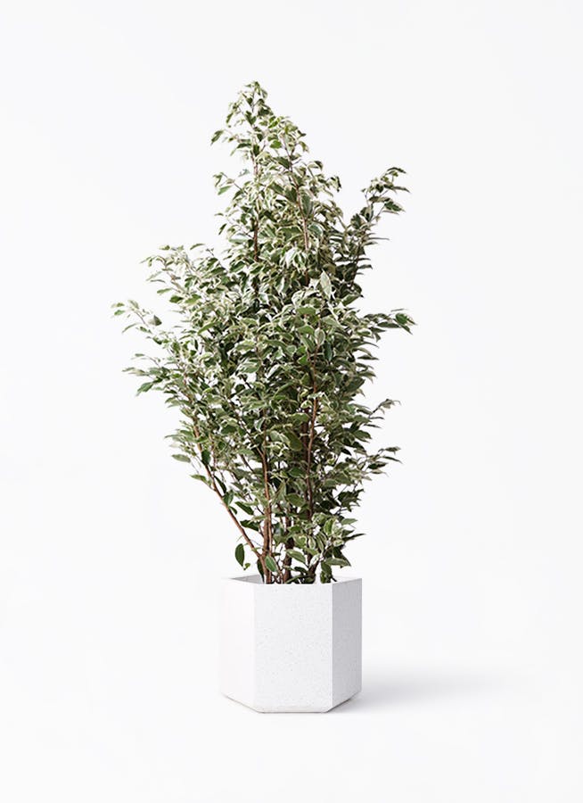 フィカス ベンジャミン 10号 | 観葉植物 | インテリアやギフトに