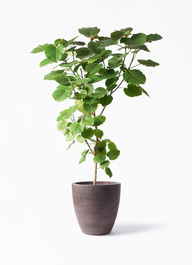 ウンベラータ 大型 | 観葉植物通販HitoHana(ひとはな)