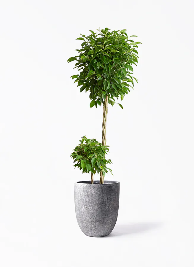 ベンジャミン 合体 気根 美味しくっ 10号 