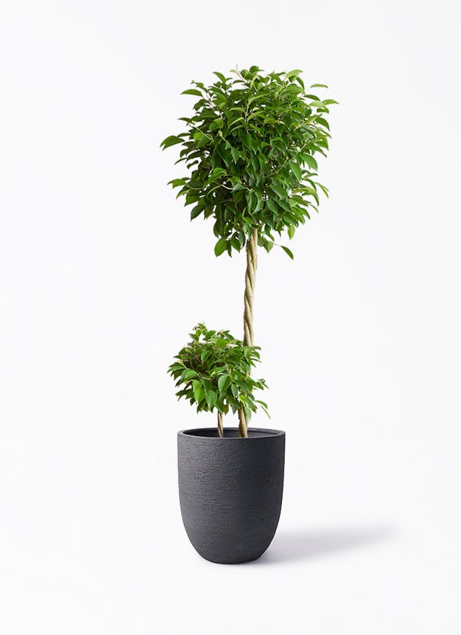 フィカス ベンジャミン 10号 | 観葉植物 | インテリアやギフトに