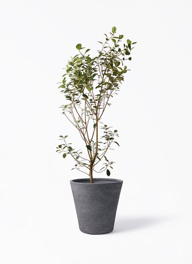 フランスゴムの木 10号 | 観葉植物通販 Hitohana（ひとはな）