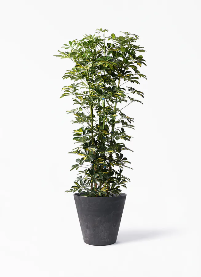 観葉植物 カポック シェフレラ 10号 斑入り アートストーン ラウンド ブラック 付き 観葉植物ならhitohana ひとはな