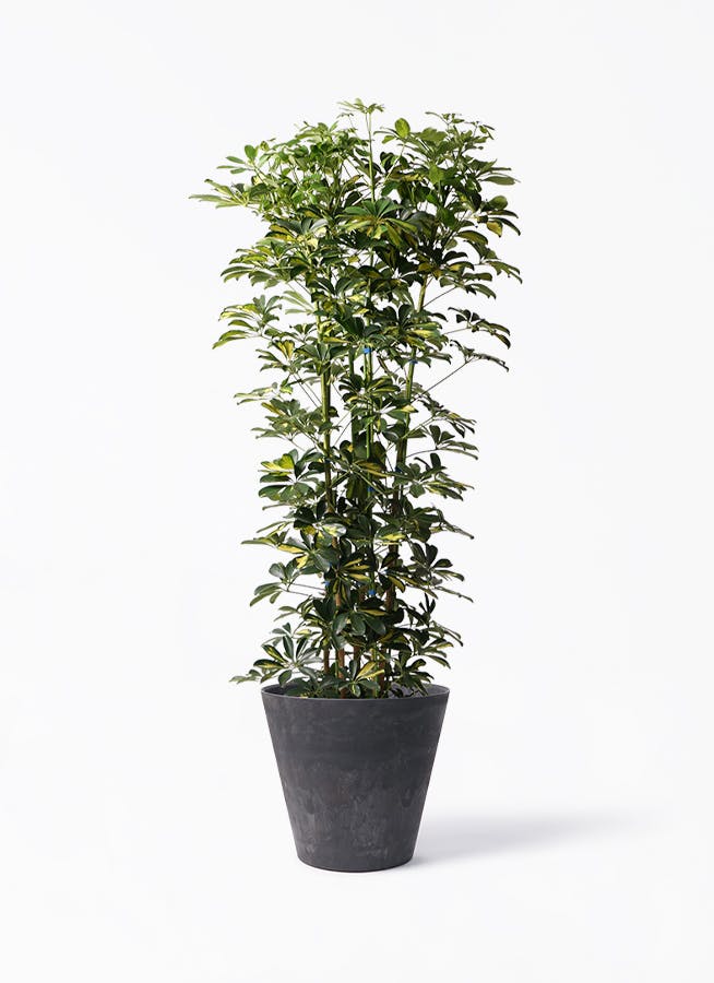 シェフレラ・カポック 約60cm 黒ポット 観葉植物 シェフレラ（カポック） 10号 斑入り アートストーン