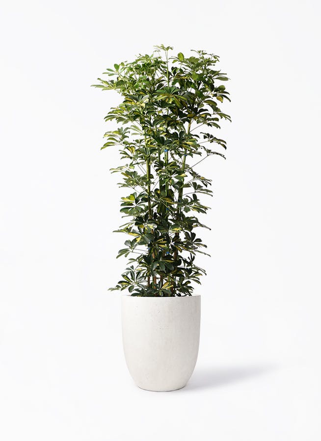 観葉植物 コルジリネ ストリクタ コルジリネ・ストリクタ | 株式会社 野沢園 I 創業150年 観葉植物