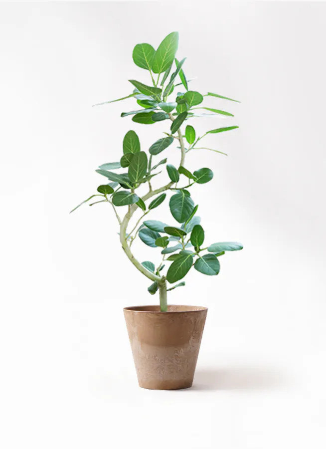 観葉植物 ベンガレンシス H2000