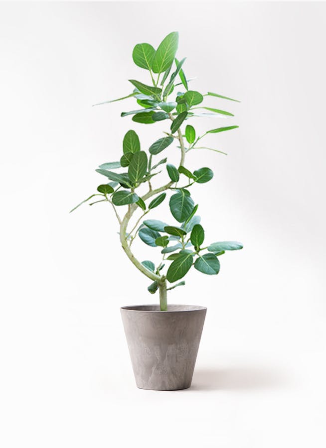 観葉植物 ドラセナ パープルコンパクタ 8号 アートストーン ラウンド