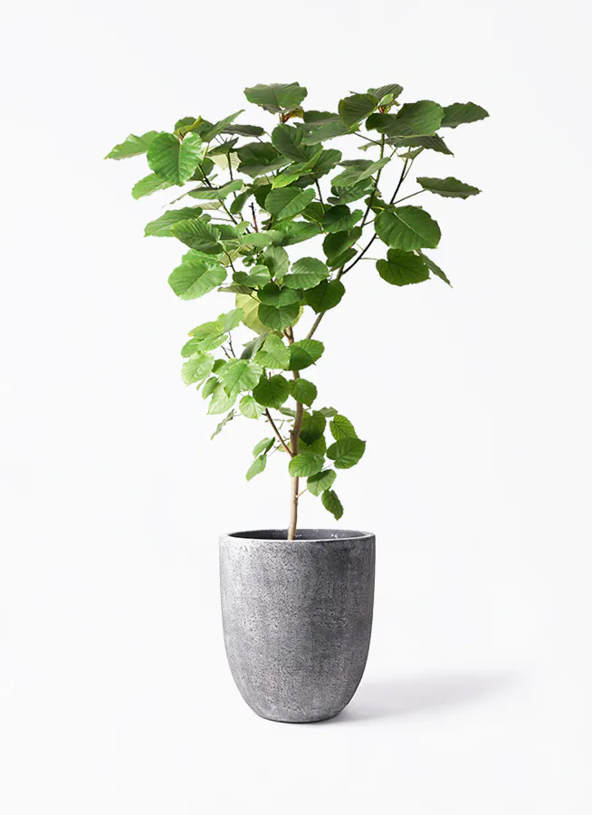 ウンベラータ 10号 | 観葉植物の通販ならHitoHana（ひとはな）
