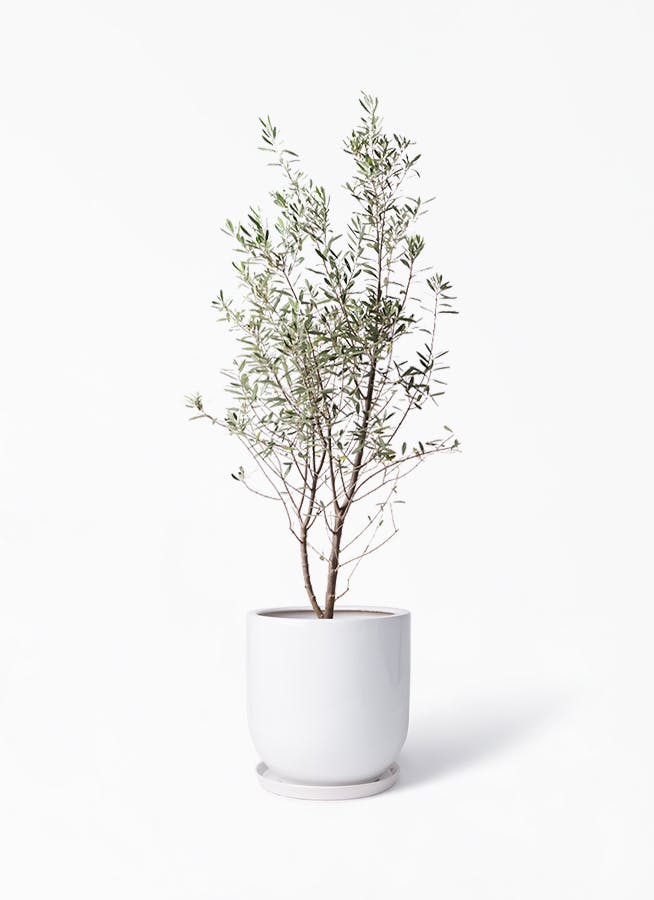 観葉植物 オリーブの木 10号 チプレッシーノ アファール 白 付き 観葉植物ならhitohana ひとはな 観葉植物 オリーブの木 10号 チプレッシーノ アファール 白 付き 観葉植物ならhitohana ひとはな