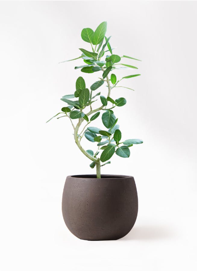 【お値下本日まで】フィカス ベンガレンシス 140cm 8号 鉢カバー付き フィカス ベンガレンシス 8号 | 観葉植物通販 Hitohana（ひとはな）