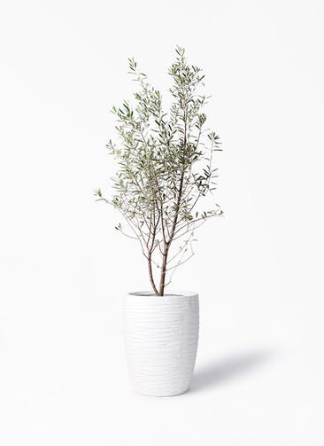 観葉植物 オリーブの木 10号 チプレッシーノ サン ミドル リッジ 白 付き
