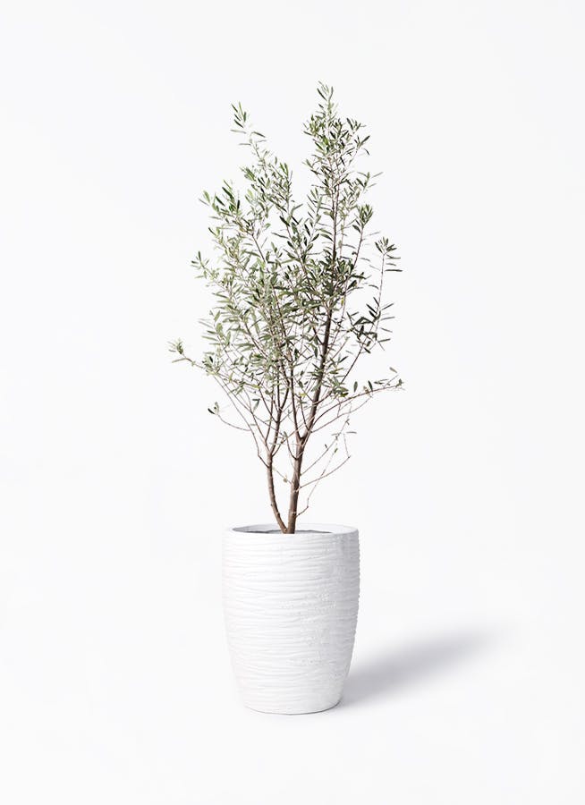 観葉植物 オリーブの木 10号 チプレッシーノ サン ミドル リッジ 白