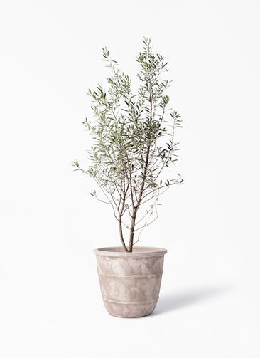 観葉植物 オリーブの木 10号 チプレッシーノ テラアストラ シリウス 付き