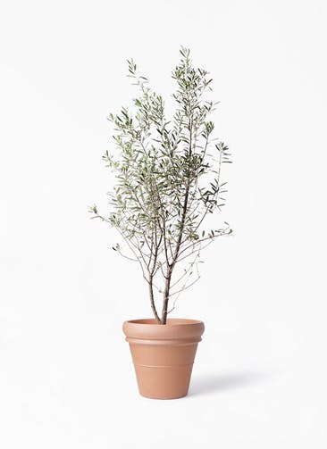 観葉植物 オリーブの木 10号 チプレッシーノ トスカーナ リムポット 付き