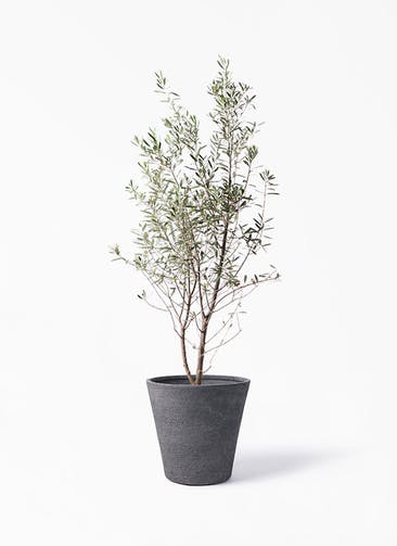 観葉植物 オリーブの木 10号 チプレッシーノ ビアスソリッド ブラック 付き