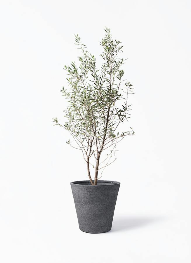 オリーブの木 10号 | 観葉植物 | 送料無料でお届け - Hitohana（ひとはな）